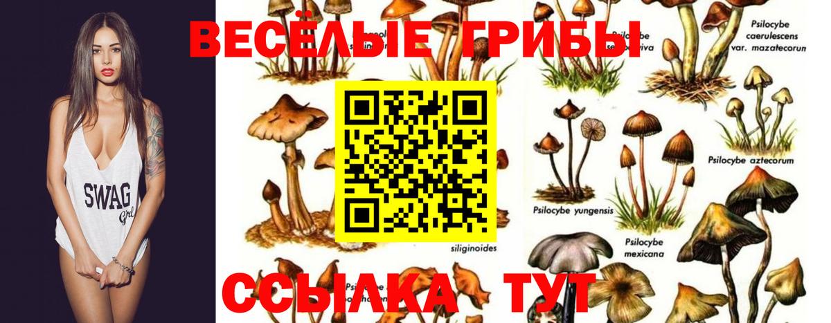 магазин продажи   Вход с VPN  Тайшет  Псилоцибиновые грибы Magic Shrooms  Галлюциногенные грибы прущие грибы 